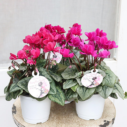 なおさん様 リクエスト 3点 まとめ商品　シクラメン　ピポカ　フェアリーピコ　他 なおさん様 リクエスト 3点 まとめ商品 シクラメン ピポカ フェアリー