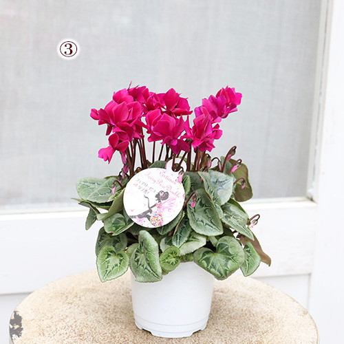 再入荷花苗 八重咲き シクラメン フェアリーピコ 3号 鉢植え 花壇