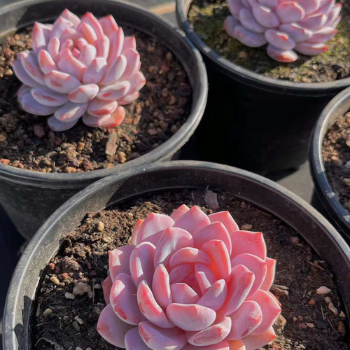 超美苗 多肉植物 エケベリア 仙女xオレンジモンロー 7-8cm 抜き 超美苗 多肉植物 エケベリア 仙女xオレンジモンロー 7-8cm 抜き