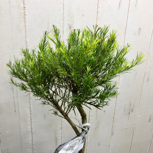 ティーツリー ウエストリンギア トピアリー仕立て その他インテリア