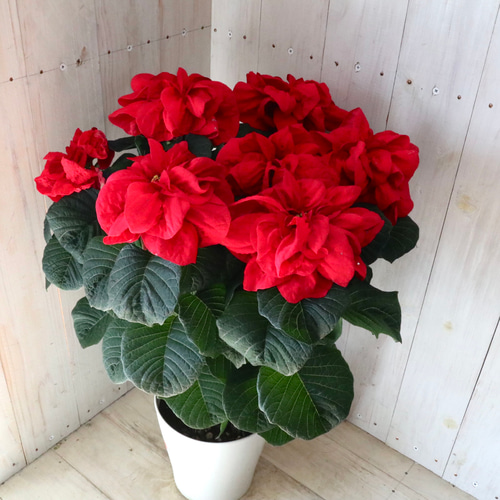 花数たくさん♡バラ咲き♡ポインセチア♡ウィンターローズ