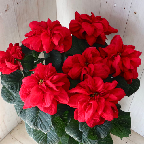 楽天市場】クリスマスリース 45cm ポインセチア 玄関 造花
