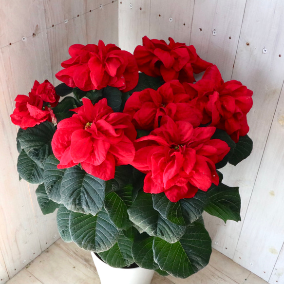 花数たくさん♡バラ咲き♡ポインセチア♡ウィンターローズ♡クリスマス