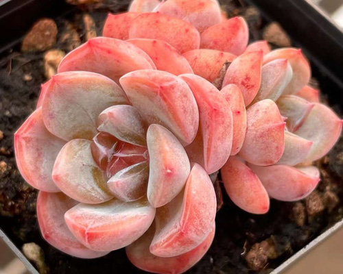 No.312 ❁選抜苗❁フルーツキャンディー❁ 光り 抜き苗 多肉植物 No.312 ❁選抜苗❁フルーツキャンディー❁ 光り 抜き苗 多肉植物