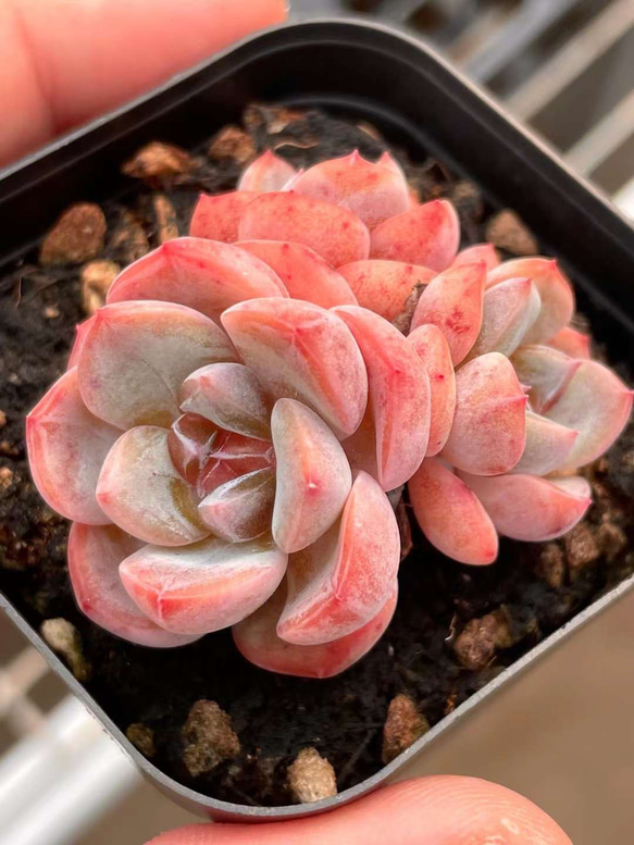 Top【選抜株】多肉植物　360890キャンディ ハート21個　プラグトレー苗 多肉植物 エケベリア タフィーキャンディー 3頭 抜き苗 1株 多肉植物