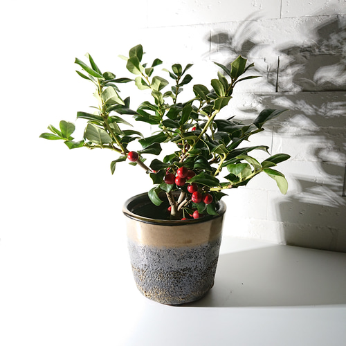 ○数量限定○新作○ 西洋ヒイラギ ”クリスマスホーリー 鉢/受け皿