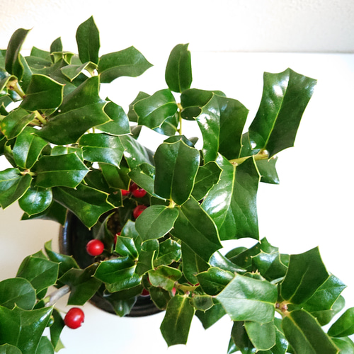 ○数量限定○新作○ 西洋ヒイラギ ”クリスマスホーリー 鉢/受け皿