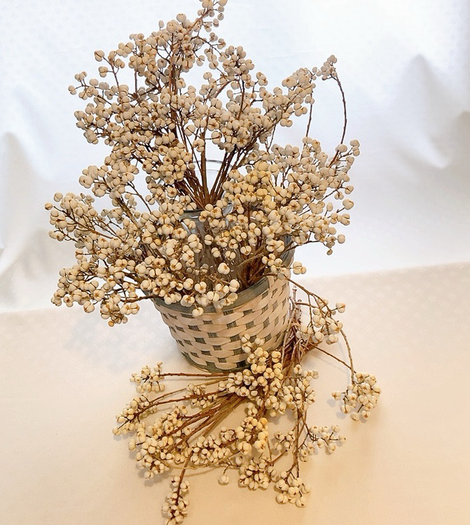 ナンキンハゼ　100本程度