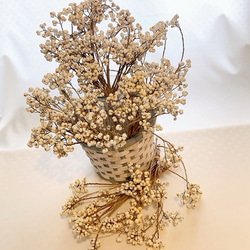 ナンキンハゼの実 5・6粒のセット 30本 ドライフラワー Satsuki 通販