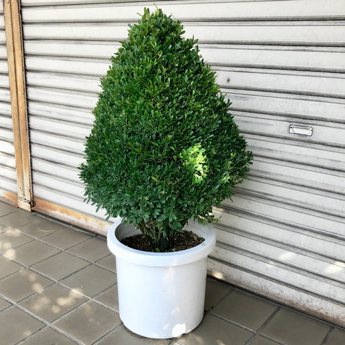 ピラミッド型 ツゲ トピアリー その他インテリア雑貨 PLANTS SHOP