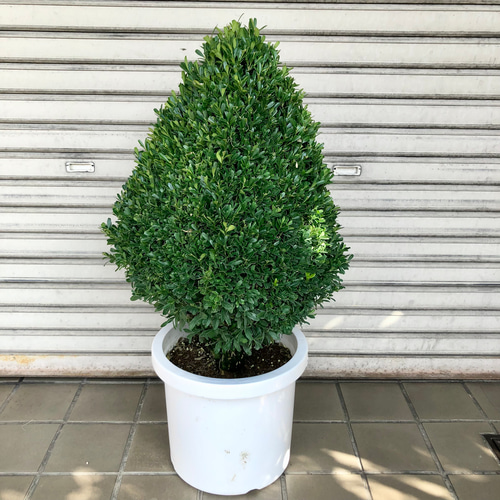 ピラミッド型 ツゲ トピアリー その他インテリア雑貨 PLANTS SHOP
