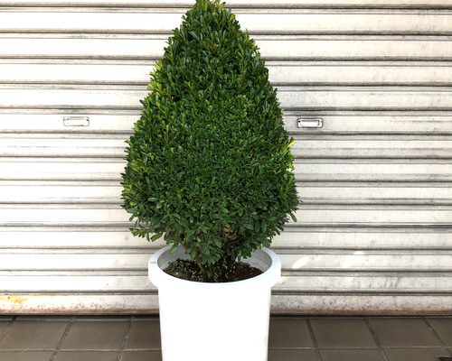 ピラミッド型 ツゲ トピアリー その他インテリア雑貨 PLANTS SHOP
