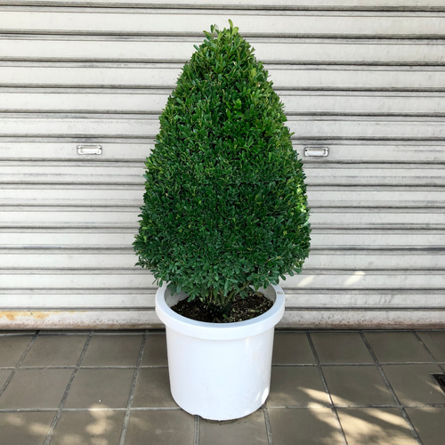 ピラミッド型 ツゲ トピアリー その他インテリア雑貨 PLANTS SHOP