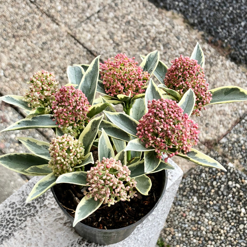 花芽いっぱい 斑入り！ スキミア マジックマルロー その他インテリア