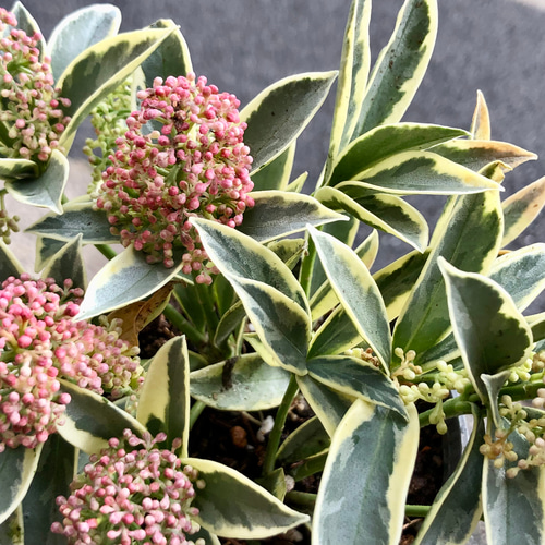 花芽いっぱい 斑入り！ スキミア マジックマルロー その他インテリア