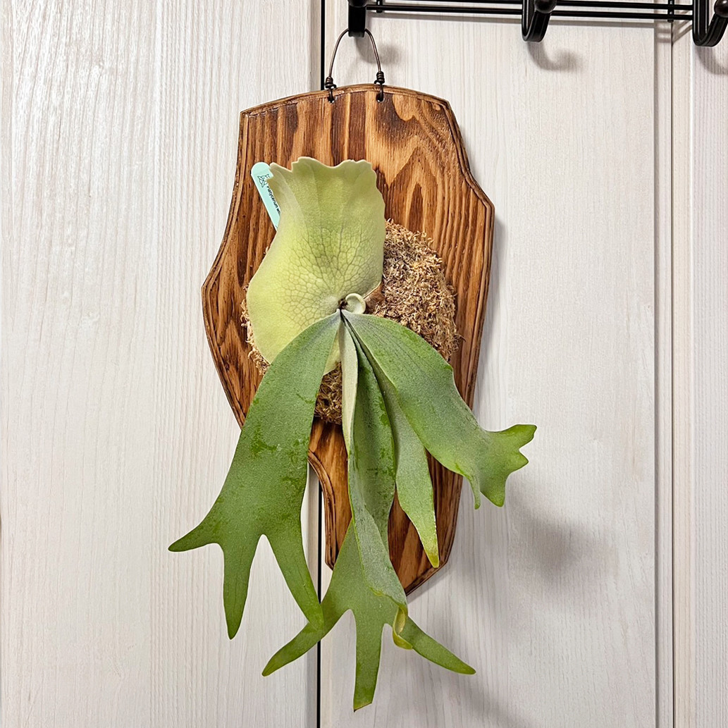 ウィリンキー ビカクシダ 壁掛け用 観葉植物 ビカクシダ ウィリンキー 板付 観葉植物 壁掛け コウモリラン