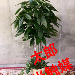 光触媒 人工観葉植物 ウォールグリーン フェイクグリーン パキラ下葉
