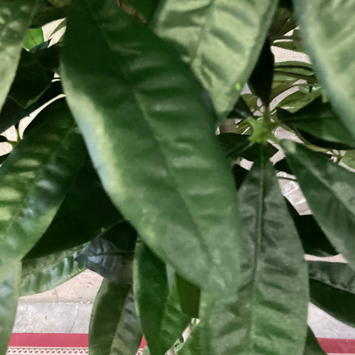 光触媒 人工観葉植物 ウォールグリーン フェイクグリーン パキラ下葉