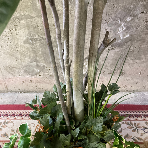 光触媒 人工観葉植物 ウォールグリーン フェイクグリーン パキラ下葉