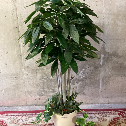光触媒　人工観葉植物　ウォールグリーン　フェイクグリーン　フラワー　パキラ180 パキラ 180cm - フェイクグリーン専用通販サイト – フェイクグリーン