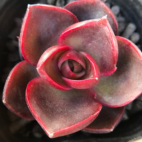 多肉植物 韓国苗 エケベリア 紅燈 抜き苗 4cm 多肉植物 愛多肉-(AI