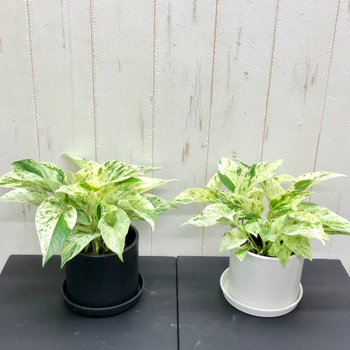 美株 希少 株立ち ポトス マーブルクイーン 硬質プラ鉢 その他