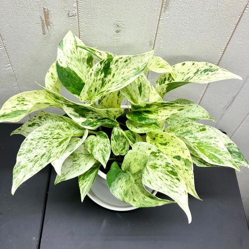 美株 希少 株立ち ポトス マーブルクイーン 硬質プラ鉢 その他