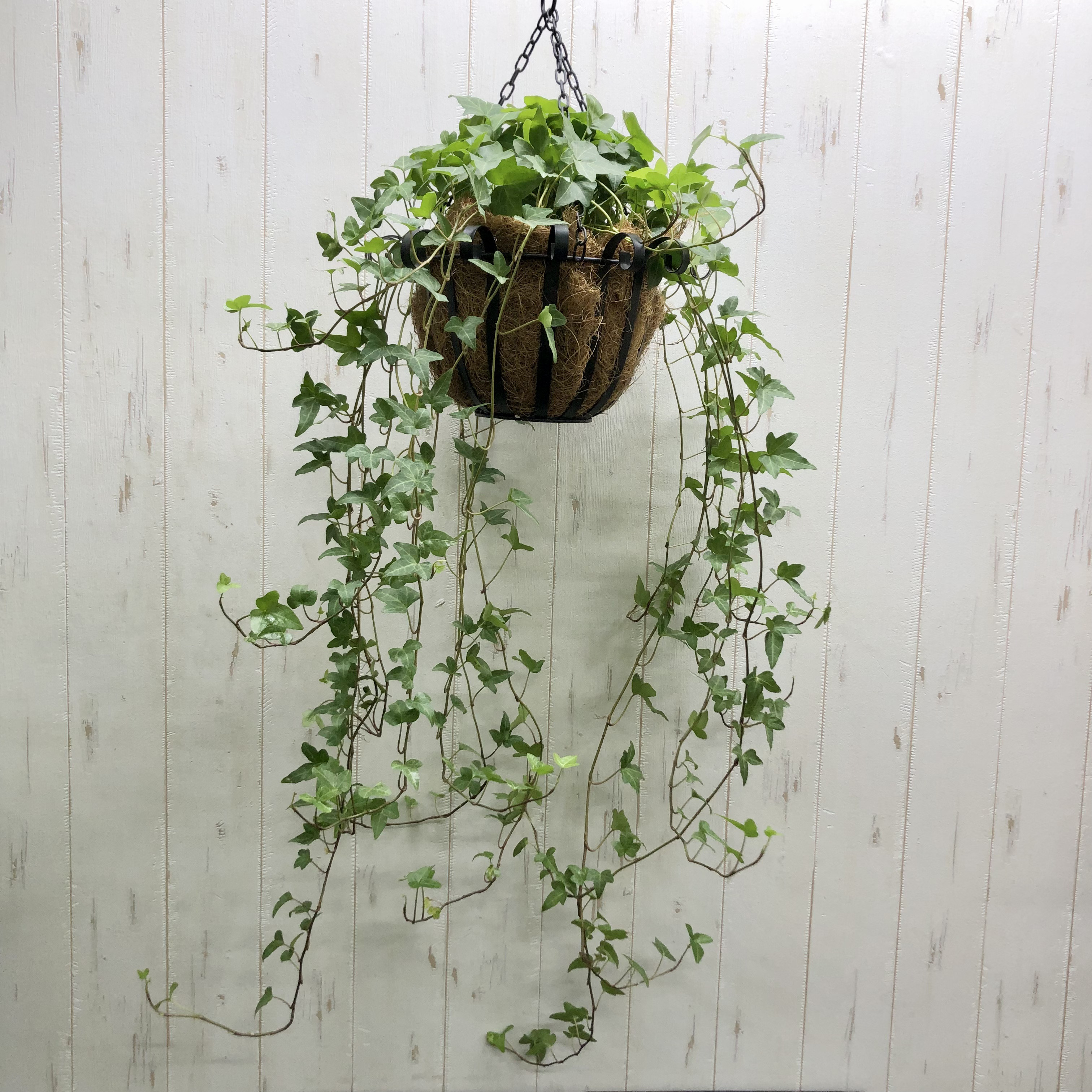 へデラ グリーン品種  アイアンバスケット