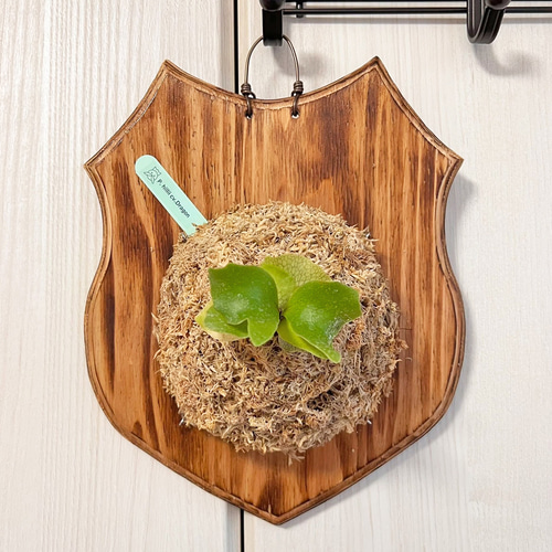 ビカクシダ ヒリードラゴン 板付 観葉植物 壁掛け コウモリラン その他