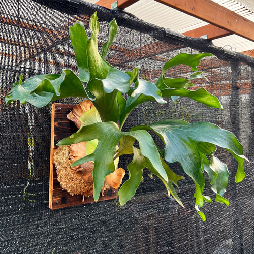 今年の新作から定番まで！ ヒリードラゴン ビカクシダ 板付 コウモリラン 壁掛け 観葉植物 ビカクシダ