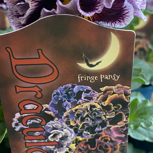 ◇1周年記念セール開催中◇サトウ園芸 パンジー ブランド苗3株セット