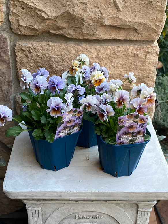 ◇1周年記念セール開催中◇サトウ園芸 ビオラ ブランド苗3株セット