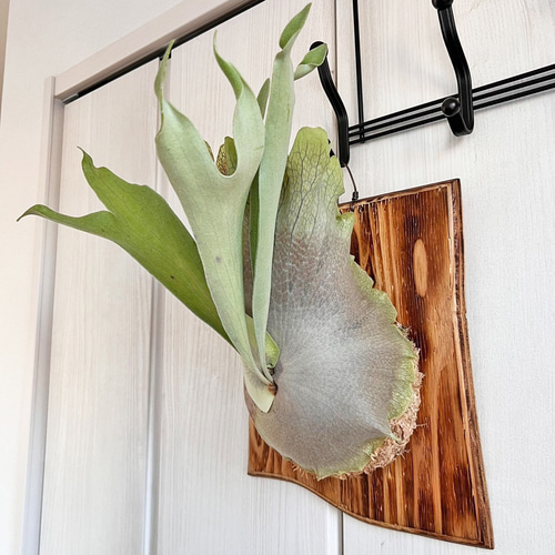 ビカクシダ ネザーランド コウモリラン 板付 観葉植物 室内 ne03