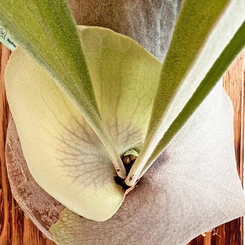 ビカクシダ ネザーランド コウモリラン 板付 観葉植物 室内 ne03