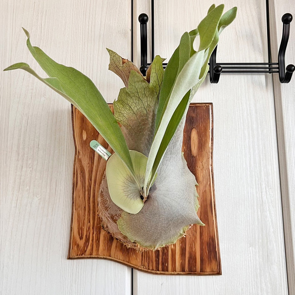 ビカクシダ ネザーランド コウモリラン 板付 観葉植物 室内 ne03 ビカクシダ ネザーランド コウモリラン 板付 観葉植物 室内 ne03