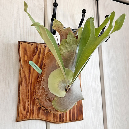 ビカクシダ ネザーランド コウモリラン 板付 観葉植物 室内 ne03