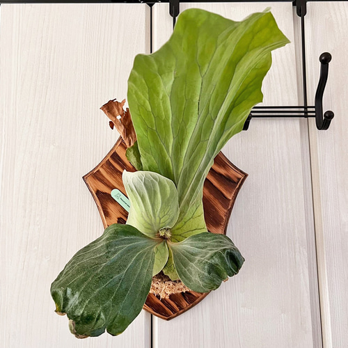 コウモリラン ビカクシダ エレファントティス 壁掛け用 植物