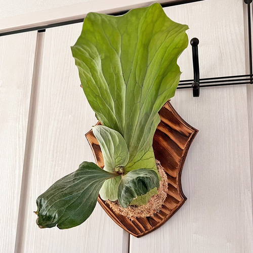 ビカクシダ エレファントティス 中株 板付 観葉植物 壁掛け インテリア