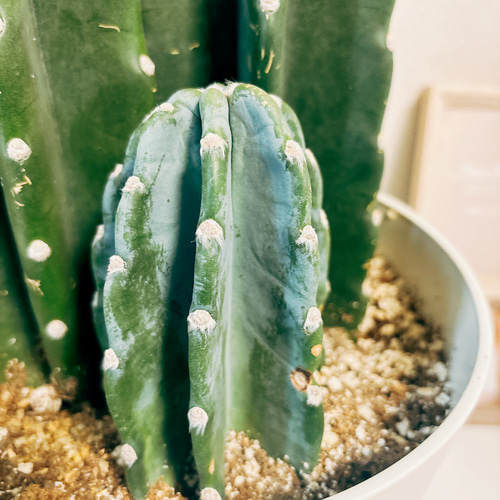 まとめ買いOK 柱サボテン 鬼面角 7頭発根 サボテンブランチ ドライ