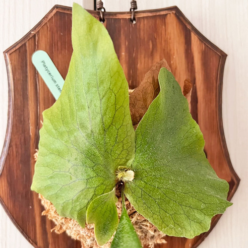 ビカクシダ ステマリア 板付 観葉植物 壁掛け コウモリラン その他