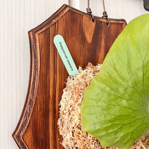 ビカクシダ ステマリア 板付 観葉植物 壁掛け コウモリラン その他