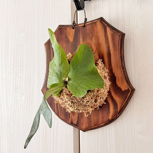 ビカクシダ ステマリア 板付 観葉植物 壁掛け コウモリラン その他