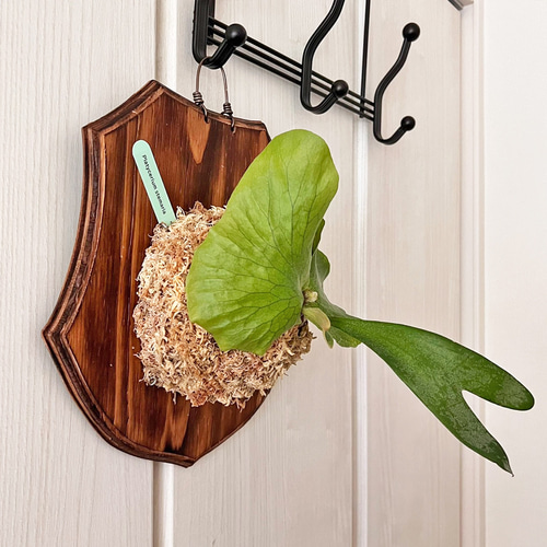 ビカクシダ ステマリア 板付 観葉植物 壁掛け コウモリラン その他