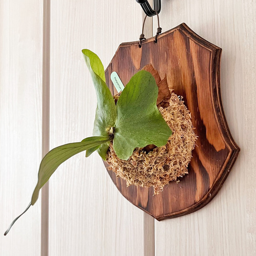 ビカクシダ ステマリア 板付 観葉植物 壁掛け コウモリラン その他