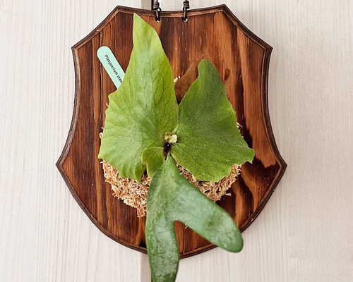 ビカクシダ 親株出品 板付 壁掛 観葉植物 ビカクシダ ステマリア 板付 観葉植物 壁掛け コウモリラン その他