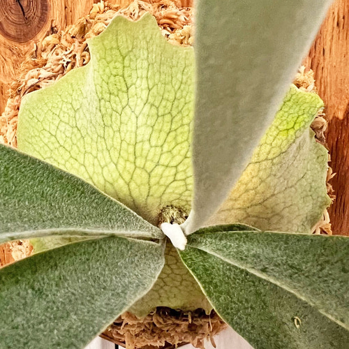 ビカクシダ レモイネイ 子株 板付 観葉植物 壁掛け コウモリラン