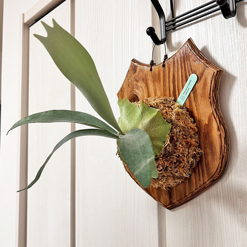 ビカクシダ レモイネイ 子株 板付 観葉植物 壁掛け コウモリラン