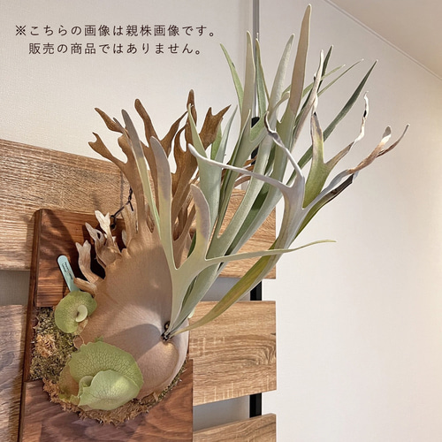 ビカクシダ レモイネイ　親株 ビカクシダ レモイネイ 子株 板付 観葉植物 壁掛け コウモリラン