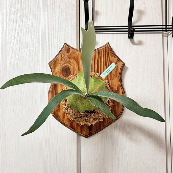 ビカクシダ レモイネイ 子株 板付 観葉植物 壁掛け コウモリラン