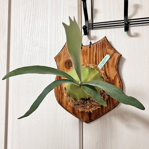 ビカクシダ レモイネイ 子株 板付 観葉植物 壁掛け コウモリラン